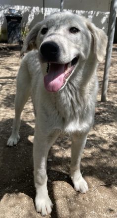 Insa, geb. ca. 12/2021, lebt in GRIECHENLAND, auf einer privaten Pflegestelle