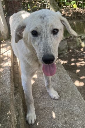 Insa, geb. ca. 12/2021, lebt in GRIECHENLAND, auf einer privaten Pflegestelle