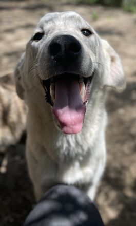 Insa, geb. ca. 12/2021, lebt in GRIECHENLAND, auf einer privaten Pflegestelle