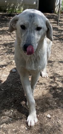 Insa, geb. ca. 12/2021, lebt in GRIECHENLAND, auf einer privaten Pflegestelle