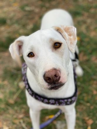 Janna, geb. ca. 10/2019, lebt in GRIECHENLAND, auf einer privaten Pflegestelle