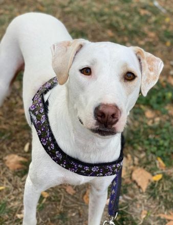 Janna, geb. ca. 10/2019, lebt in GRIECHENLAND, auf einer privaten Pflegestelle