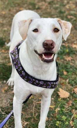 Janna, geb. ca. 10/2019, lebt in GRIECHENLAND, auf einer privaten Pflegestelle