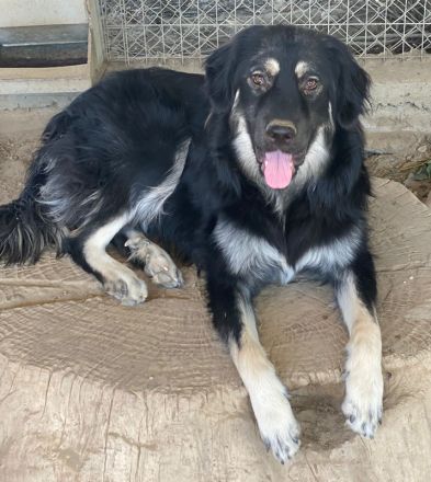 Jaydana, geb. ca. 11/2021, lebt in GRIECHENLAND, im städt. Tierheim Serres