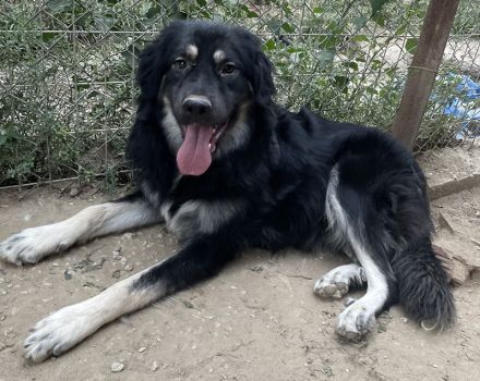 Jaydana, geb. ca. 11/2021, lebt in GRIECHENLAND, im städt. Tierheim Serres