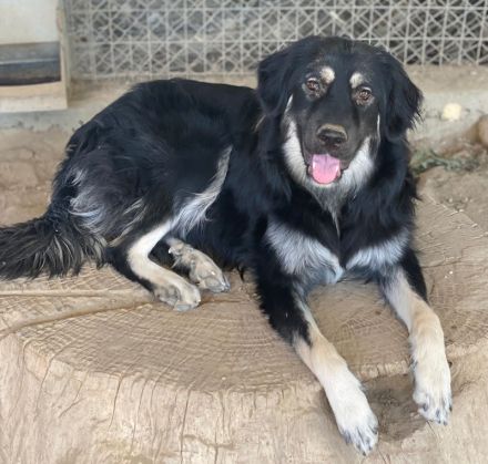 Jaydana, geb. ca. 11/2021, lebt in GRIECHENLAND, im städt. Tierheim Serres