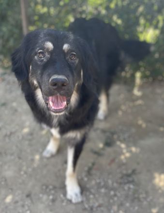 Jaydana, geb. ca. 11/2021, lebt in GRIECHENLAND, im städt. Tierheim Serres