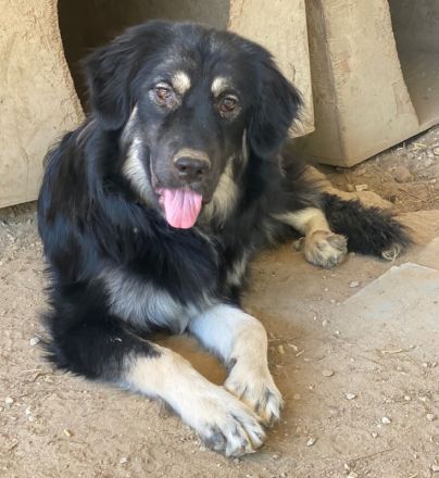 Jaydana, geb. ca. 11/2021, lebt in GRIECHENLAND, im städt. Tierheim Serres