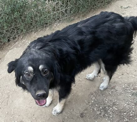 Jaydana, geb. ca. 11/2021, lebt in GRIECHENLAND, im städt. Tierheim Serres