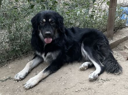 Jaydana, geb. ca. 11/2021, lebt in GRIECHENLAND, im städt. Tierheim Serres