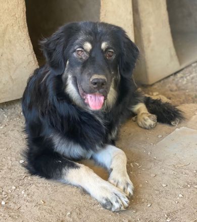 Jaydana, geb. ca. 11/2021, lebt in GRIECHENLAND, im städt. Tierheim Serres