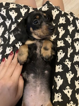 Dackel Weibchen Merle