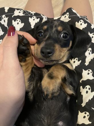 Dackel Weibchen Merle