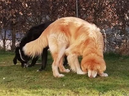 Goldy, geb. ca. 10/2019, lebt auf einer Pflegestelle in 87763 Lautrach