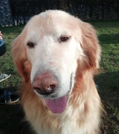 Goldy, geb. ca. 10/2019, lebt auf einer Pflegestelle in 87763 Lautrach