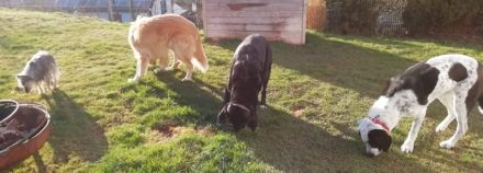 Goldy, geb. ca. 10/2019, lebt auf einer Pflegestelle in 87763 Lautrach