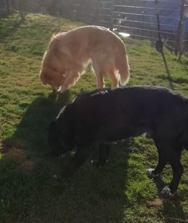 Goldy, geb. ca. 10/2019, lebt auf einer Pflegestelle in 87763 Lautrach