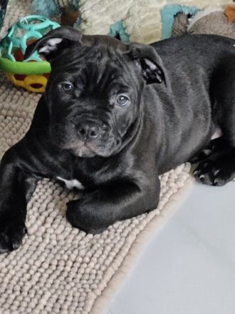 Old englisch Bulldog Welpen bereit zum ausziehen!