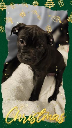 Old englisch Bulldog Welpen bereit zum ausziehen!