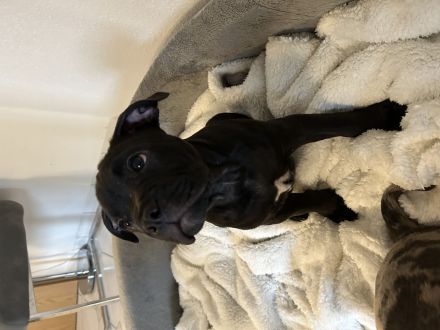 Old englisch Bulldog Welpen bereit zum ausziehen!