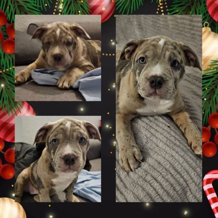 Old englisch Bulldog Welpen bereit zum ausziehen!