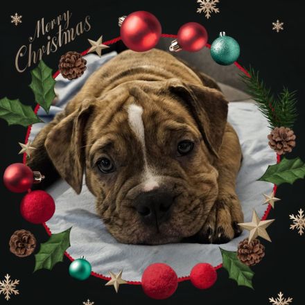 Old englisch Bulldog Welpen bereit zum ausziehen!