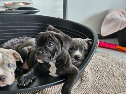 Old englisch Bulldog Welpen bereit zum ausziehen!