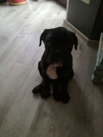 Zuckersüße Bulldoggen Babys (Englisch - old English Bulldog)