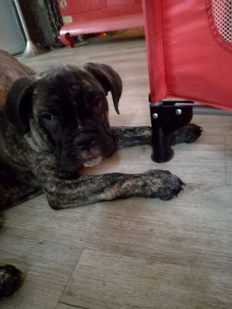 Zuckersüße Bulldoggen Babys (Englisch - old English Bulldog)