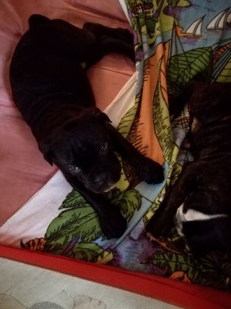 Zuckersüße Bulldoggen Babys (Englisch - old English Bulldog)