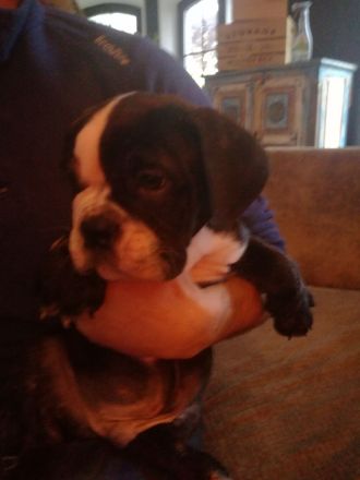 Zuckersüße Bulldoggen Babys (Englisch - old English Bulldog)