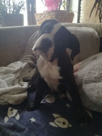 Zuckersüße Bulldoggen Babys (Englisch - old English Bulldog)