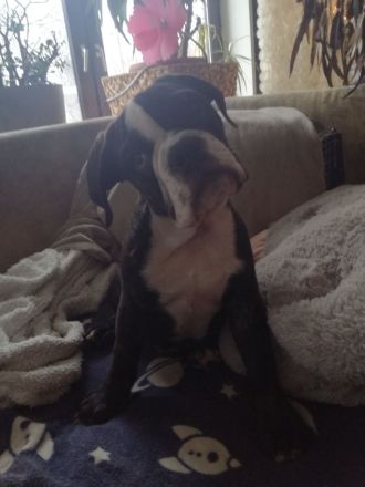 Zuckersüße Bulldoggen Babys (Englisch - old English Bulldog)