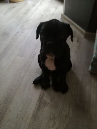 Zuckersüße Bulldoggen Babys (Englisch - old English Bulldog)