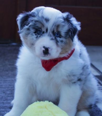 Zauberhafte reinrassige Aussie Welpen