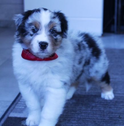 Zauberhafte reinrassige Aussie Welpen