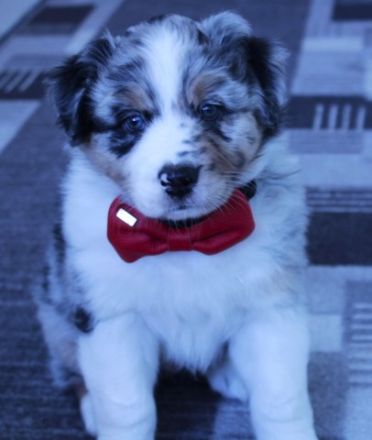 Zauberhafte reinrassige Aussie Welpen