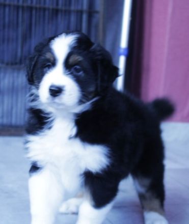 Zauberhafte reinrassige Aussie Welpen