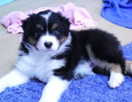 Zauberhafte reinrassige Aussie Welpen