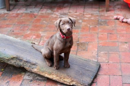 Labradore vom Hauendamm