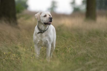 Labradore vom Hauendamm