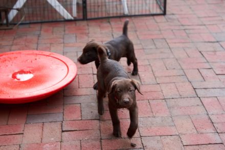 Labradore vom Hauendamm