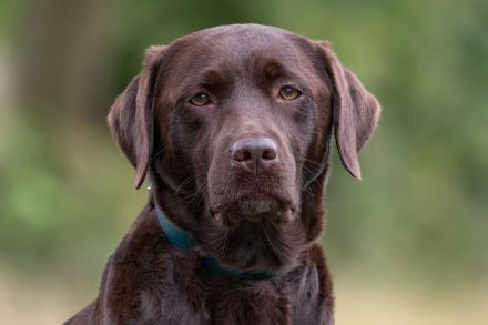 Labradore vom Hauendamm