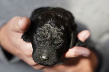 Labradoodelwelpen in schwarz und braun im wirklichen Leben angekommen