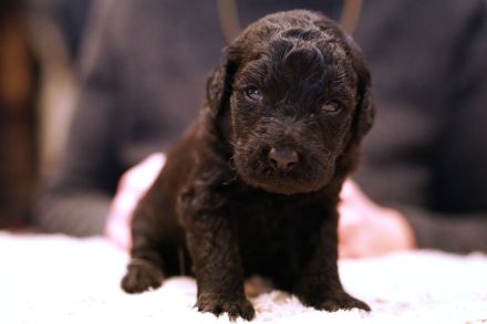 Labradoodelwelpen in schwarz und braun im wirklichen Leben angekommen