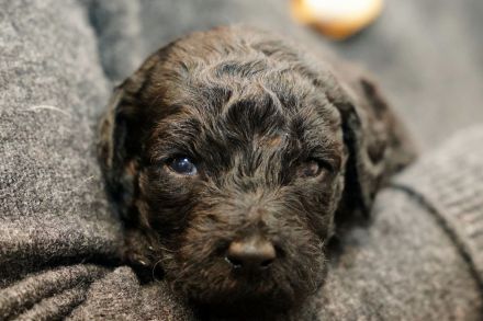 Labradoodelwelpen in schwarz und braun im wirklichen Leben angekommen