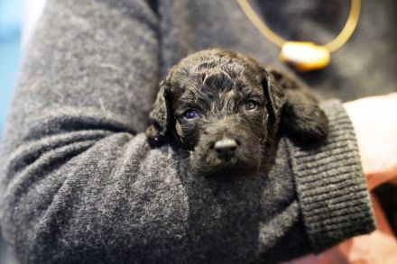 Labradoodelwelpen in schwarz und braun im wirklichen Leben angekommen