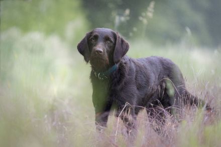 Labradoodelwelpen in schwarz und braun im wirklichen Leben angekommen