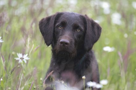 Labradoodelwelpen in schwarz und braun im wirklichen Leben angekommen