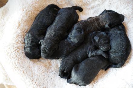 Labradoodelwelpen in schwarz und braun im wirklichen Leben angekommen